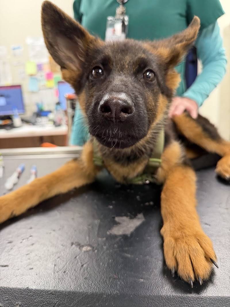 SF Vet Hospital