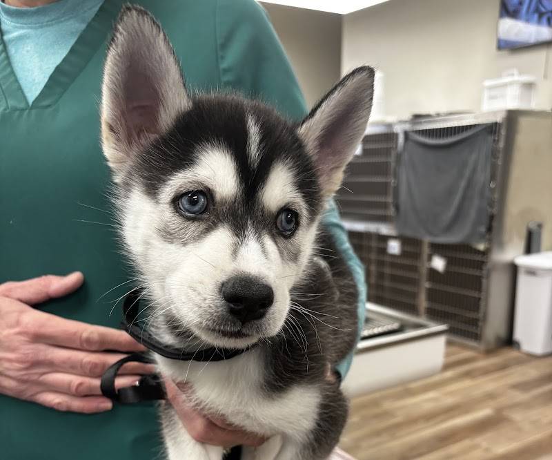SF Vet Hospital