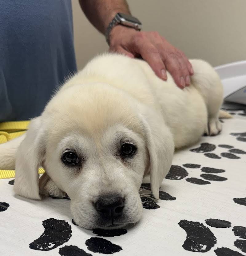 SF Vet Hospital