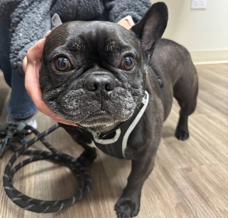 SF Vet Hospital