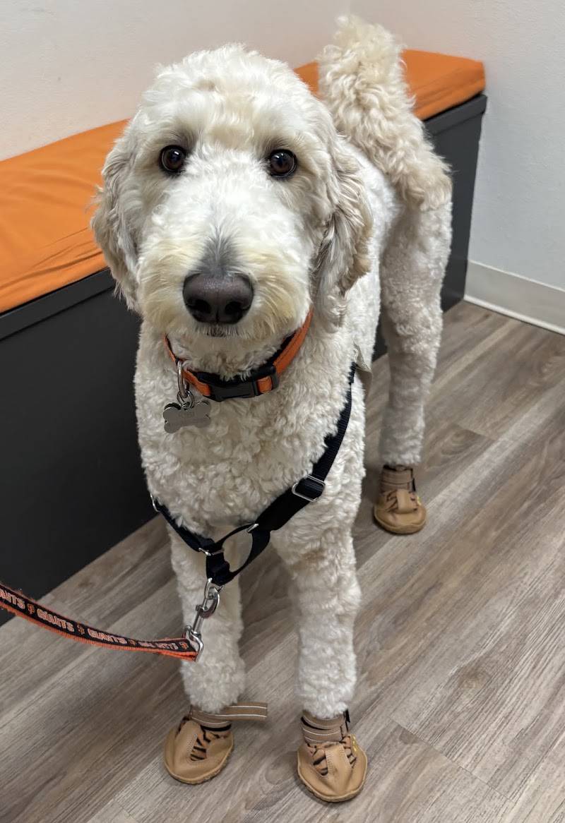 SF Vet Hospital