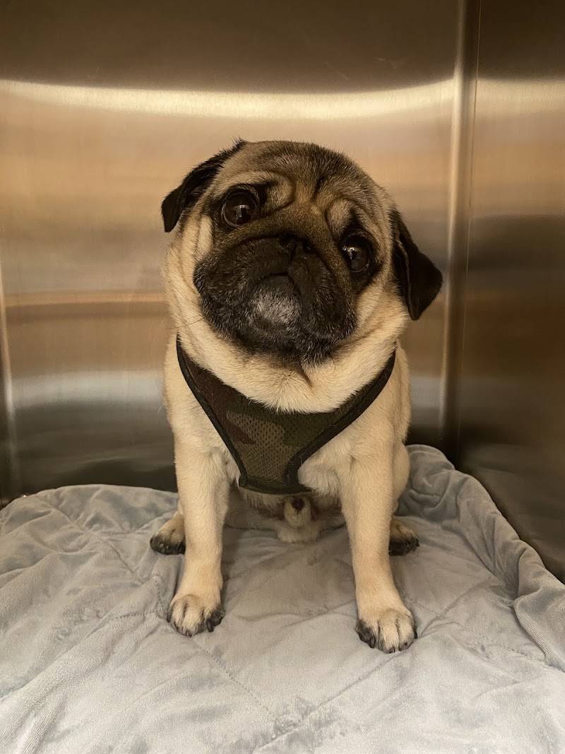 SF Vet Hospital